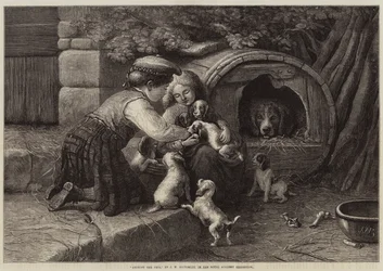 Amongst the Pets